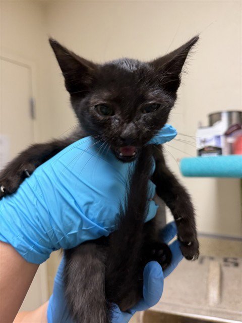 GAMBIT - Domestic Short Hair available for adoption