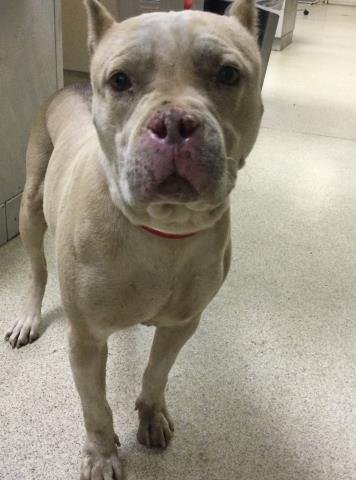 MOUSE - Pit Bull Terrier available for adoption