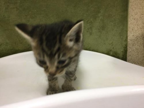 A1917612 - Domestic Short Hair available for adoption