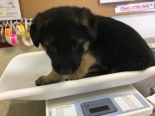 BRUNO - German Shepherd Dog available for adoption