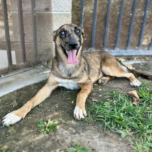 SYLVEON - Belgian Shepherd Malinois available for adoption
