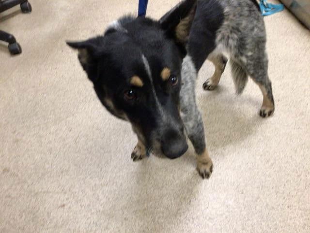 RUGER - Australian Cattle Dog/Blue Heeler available for adoption