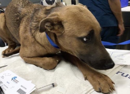 JEWEL - Rhodesian Ridgeback available for adoption