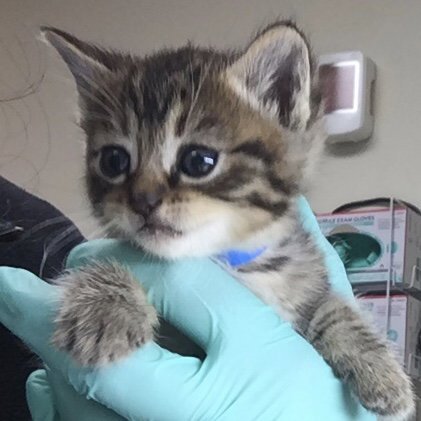 BABE Image