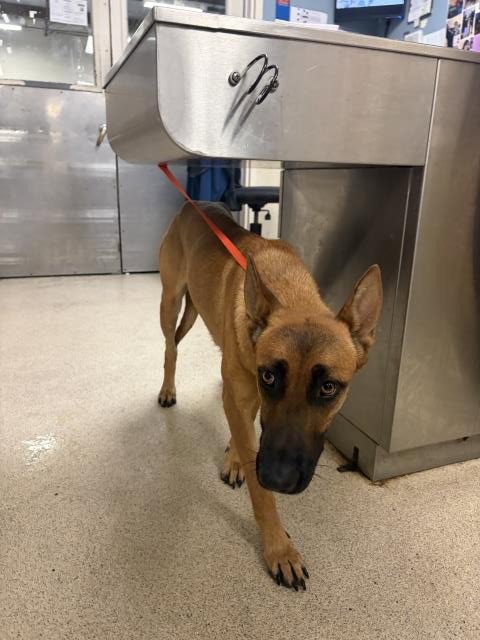 RUE - Belgian Shepherd Malinois available for adoption