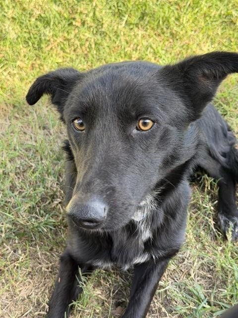 SPADE - German Shepherd Dog / Australian Cattle Dog/Blue Heeler available for adoption