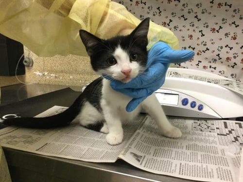 NUGGET - Domestic Short Hair available for adoption