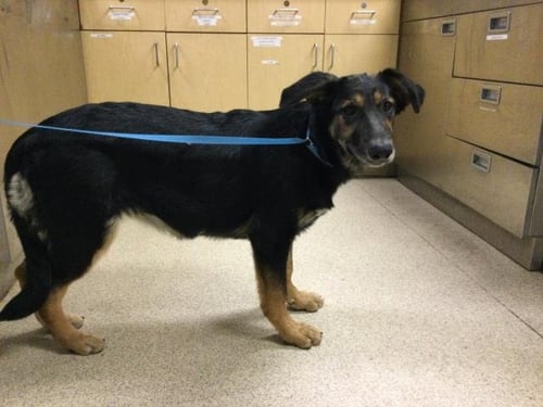 SANDY - German Shepherd Dog available for adoption