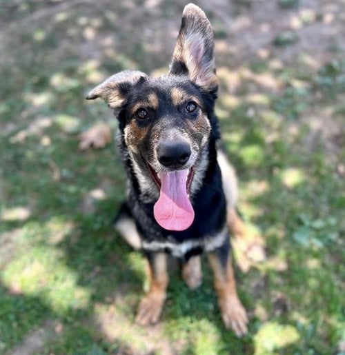 SANDY - German Shepherd Dog available for adoption