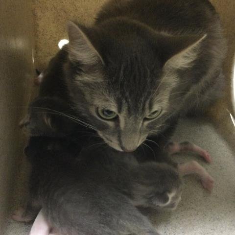 FRESA - Domestic Short Hair available for adoption