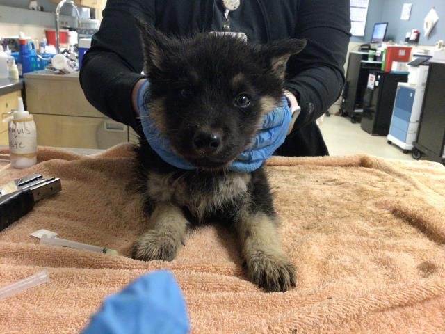 ARLO - Siberian Husky available for adoption