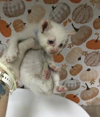 SUGAR - Photo 1