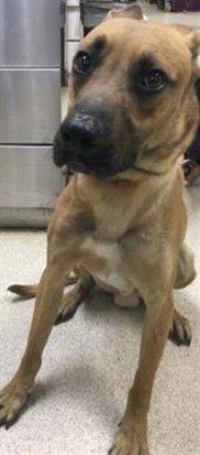 CHESTER - Staffordshire Bull Terrier available for adoption