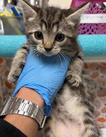 HONEYNUT - Domestic Short Hair available for adoption