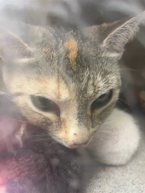 TILLY - Domestic Short Hair available for adoption