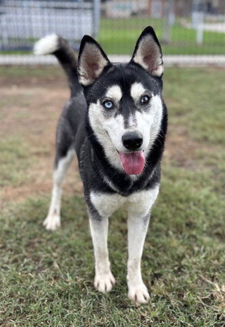 EVEREST - Siberian Husky available for adoption