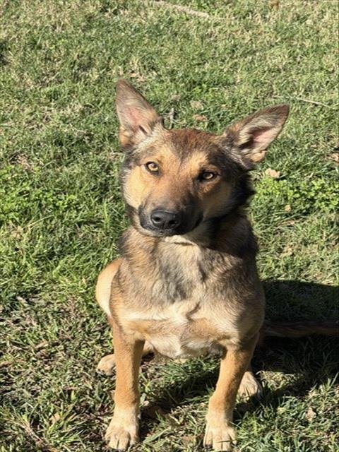 MATCHA - German Shepherd Dog available for adoption