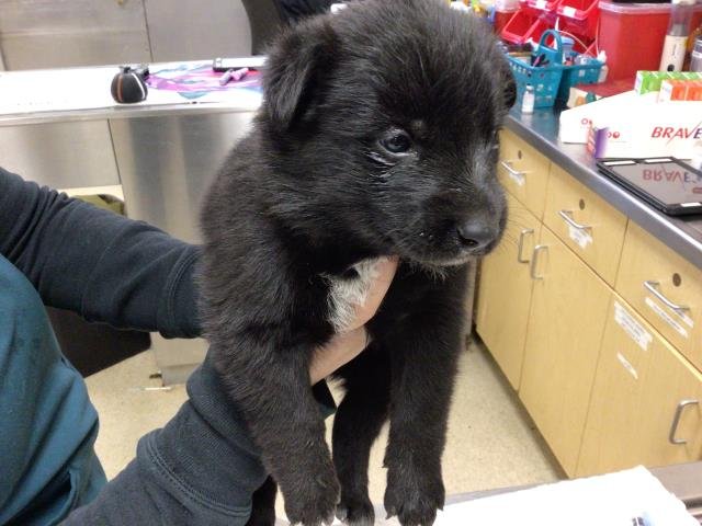 MAXINE - Queensland Heeler available for adoption