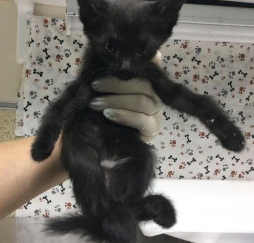 MOUSEY - Domestic Short Hair available for adoption