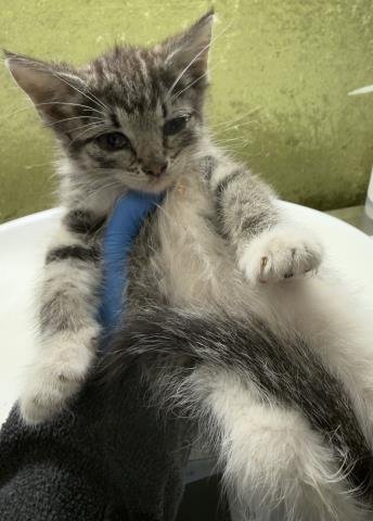 KHAJIT Image