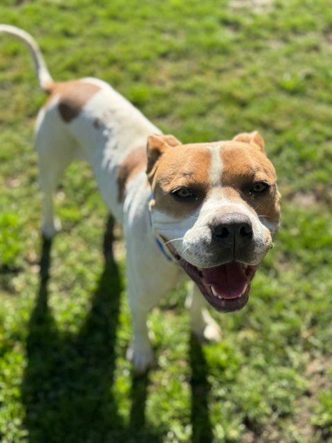 PETE - Pit Bull Terrier available for adoption