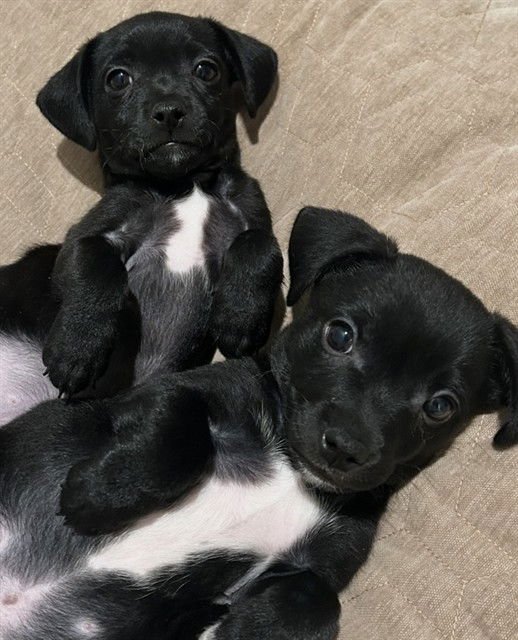 FINLEY - Terrier available for adoption