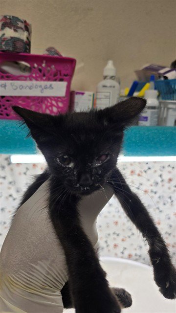 MARIO - Domestic Short Hair available for adoption
