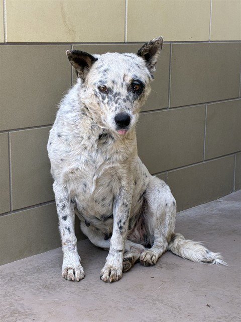SEDONA - Australian Cattle Dog/Blue Heeler available for adoption