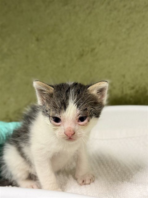 LUIGI - Domestic Short Hair available for adoption