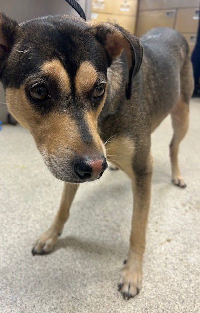 TIPTON - Terrier available for adoption