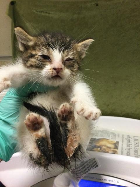 A1916109 - Domestic Short Hair available for adoption