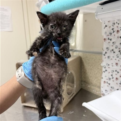 PIPER - Domestic Short Hair available for adoption