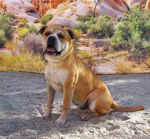 RONALD - Chinese Shar-Pei available for adoption