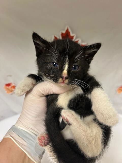 FERRIS - Domestic Short Hair available for adoption