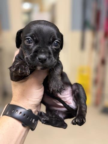 A1931653 - Chihuahua available for adoption