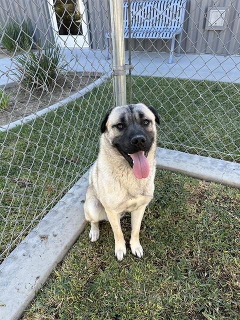 BOLI - Anatolian Shepherd available for adoption