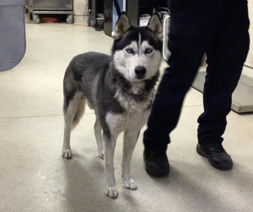 FLICK - Siberian Husky available for adoption