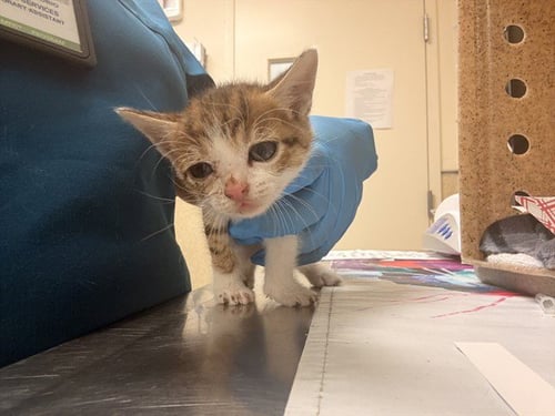 LOUIE - Domestic Short Hair available for adoption