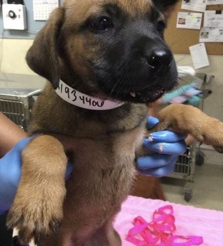 A1934406 - Belgian Shepherd Malinois available for adoption