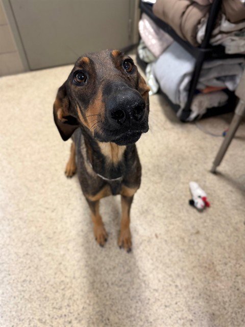 FLOWER - Doberman Pinscher available for adoption