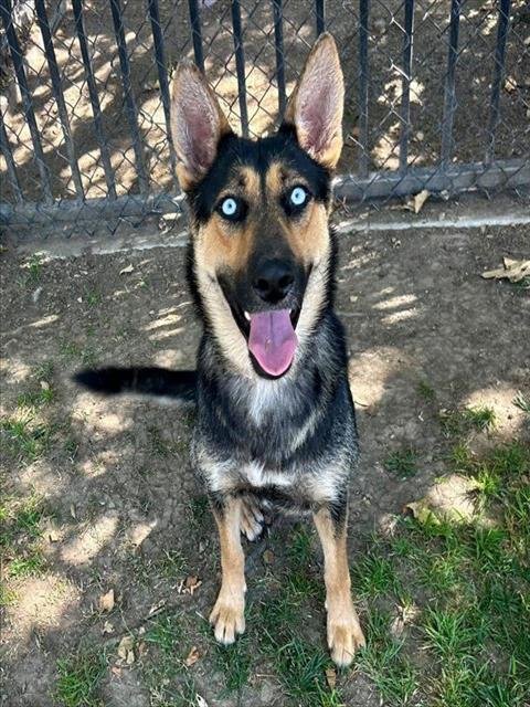 SIERRA - German Shepherd Dog available for adoption