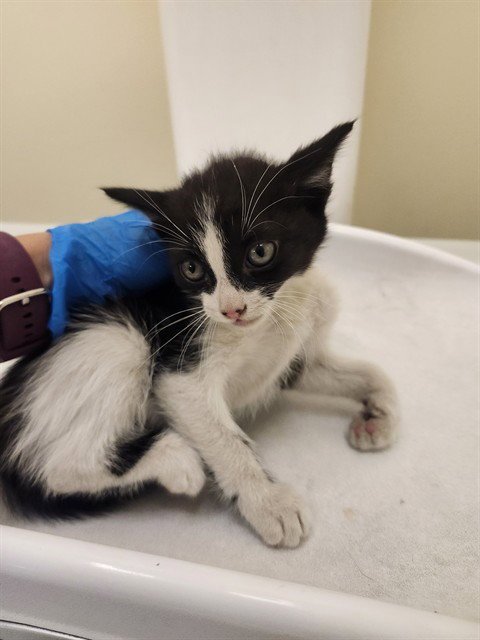 A1912312 - Domestic Short Hair available for adoption