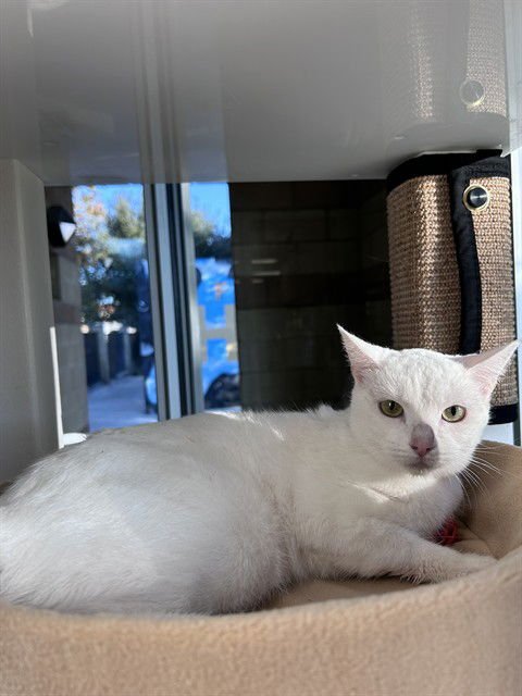 SNOWY - Domestic Short Hair available for adoption