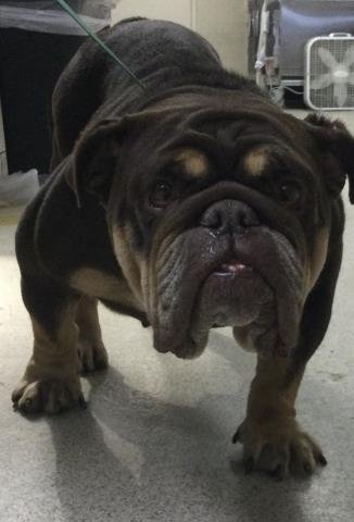 TWINKIE - English Bulldog available for adoption