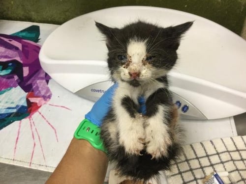 A1917618 - Domestic Short Hair available for adoption