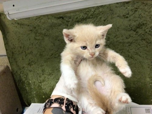 CHEESE - Domestic Short Hair available for adoption