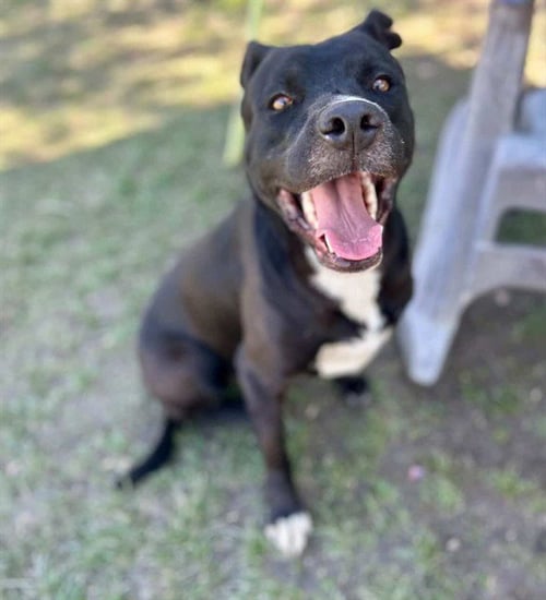 ONYX - Pit Bull Terrier available for adoption
