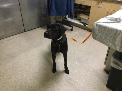 GAGA - Labrador Retriever available for adoption