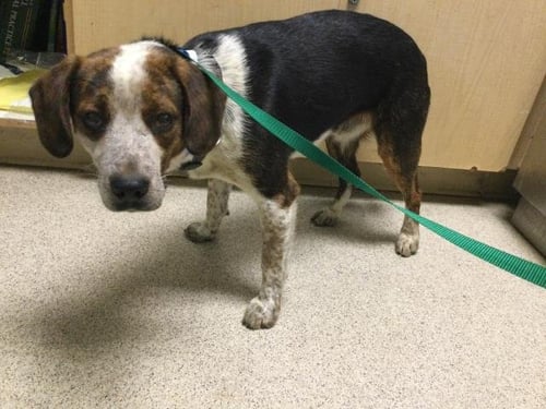 SHILOH - Beagle available for adoption