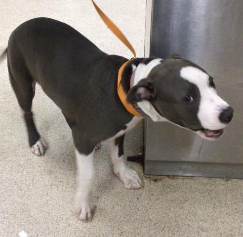 GIZMO - Pit Bull Terrier available for adoption